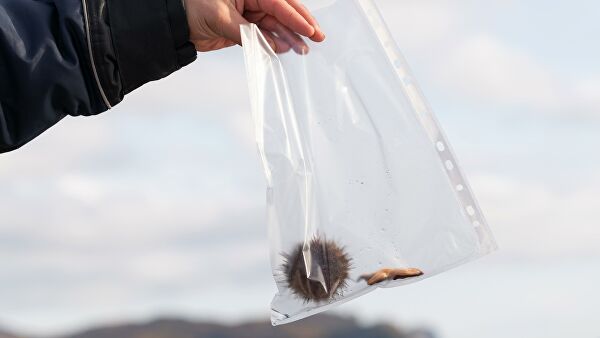 Красные приливы Камчатки. Когда цветение моря губит все живое Красные приливы Камчатки. Когда цветение моря губит все живое