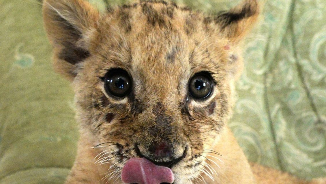 В Приморье овчарка выкормила двух львят, от которых отказалась мать В Приморье овчарка выкормила двух львят, от которых отказалась мать