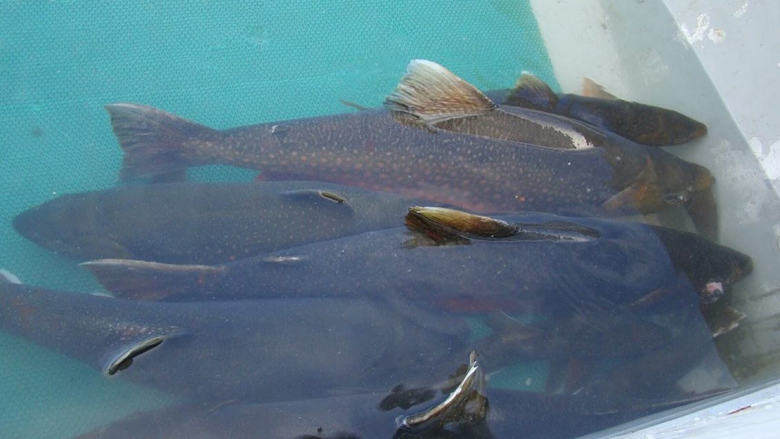 В Сибири изучили самую полезную рыбу в мире, чтобы научиться ее разводить