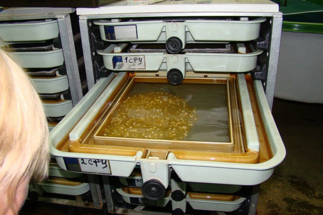 В Сибири изучили самую полезную рыбу в мире, чтобы научиться ее разводить