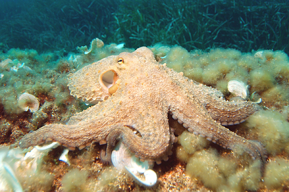 Решена загадка необычного мозга у&nbsp;осьминогов