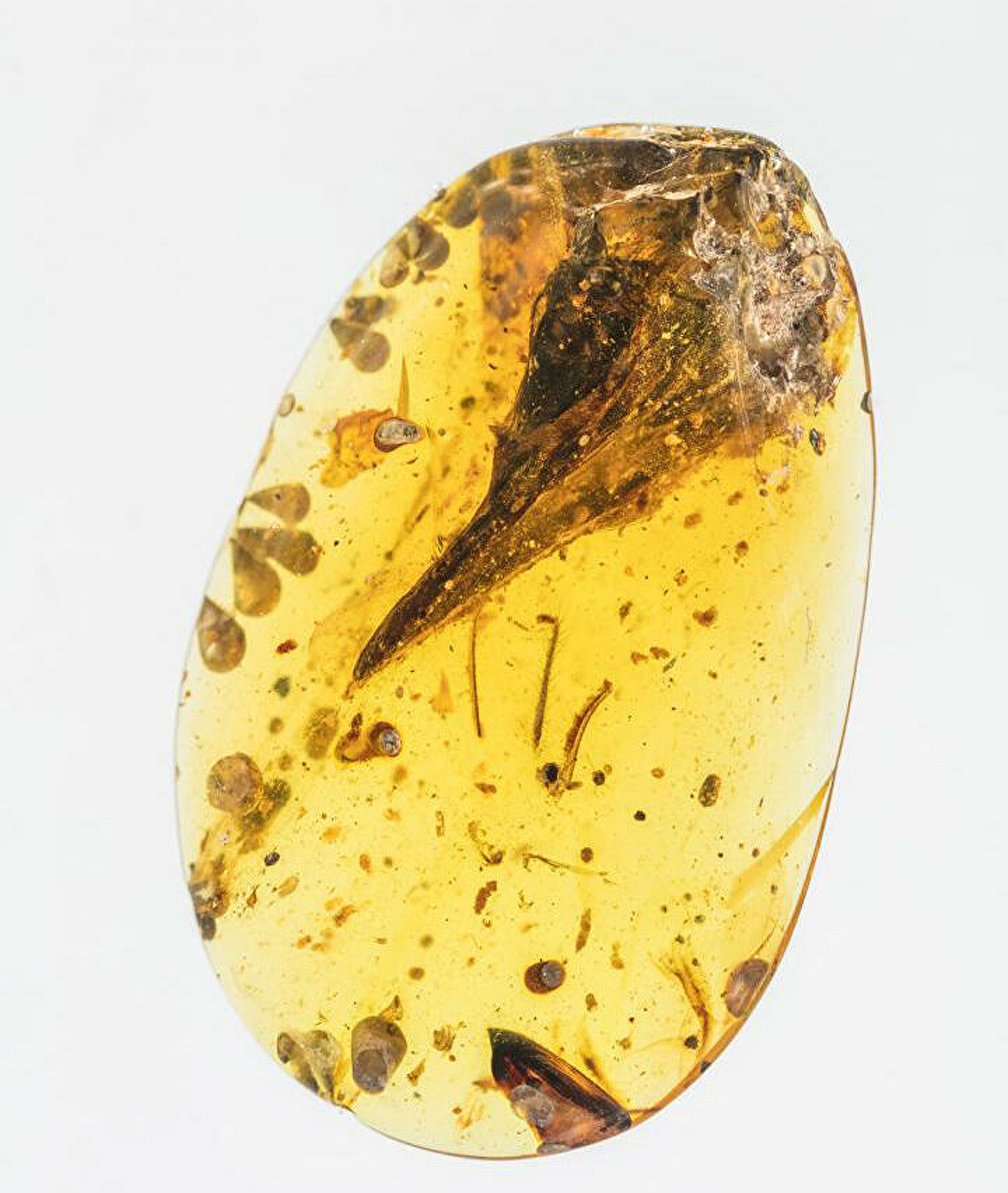 Древнейшая сперма в янтаре. Когда жизнь попадает в ужасную ловушку