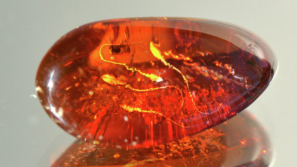 Древнейшая сперма в янтаре. Когда жизнь попадает в ужасную ловушку