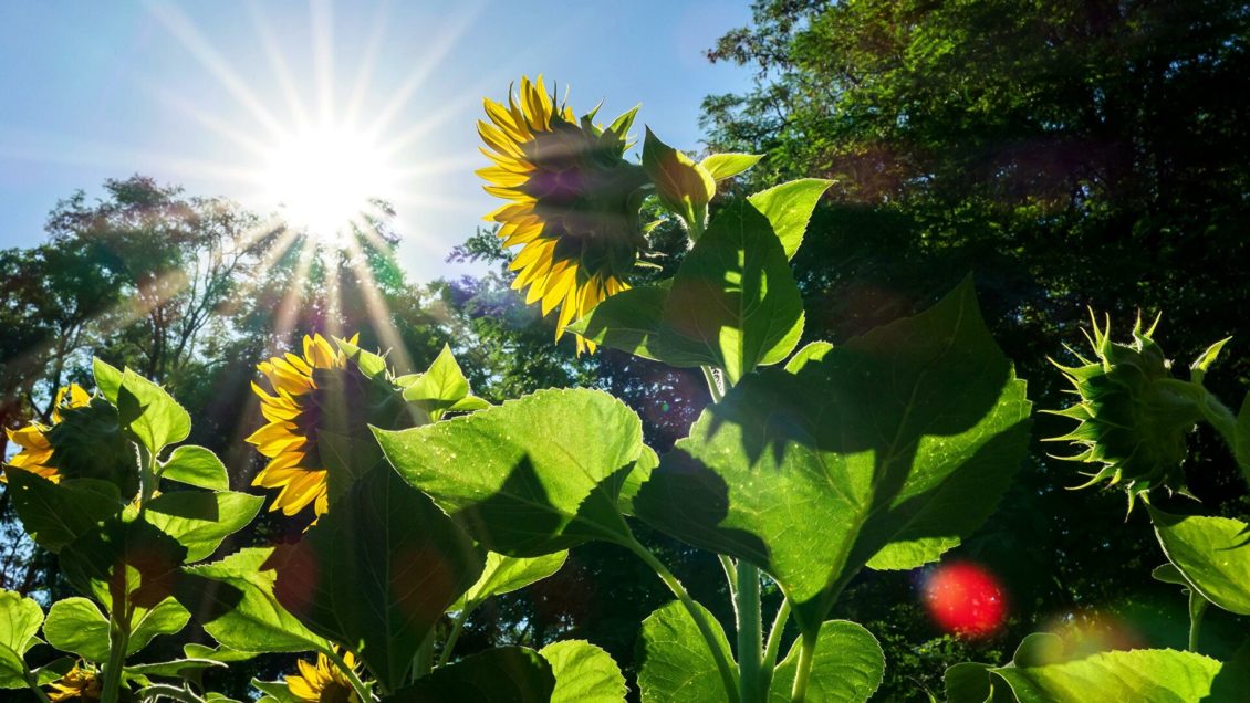 Ученые назвали фактор, который остановит распространение COVID-19