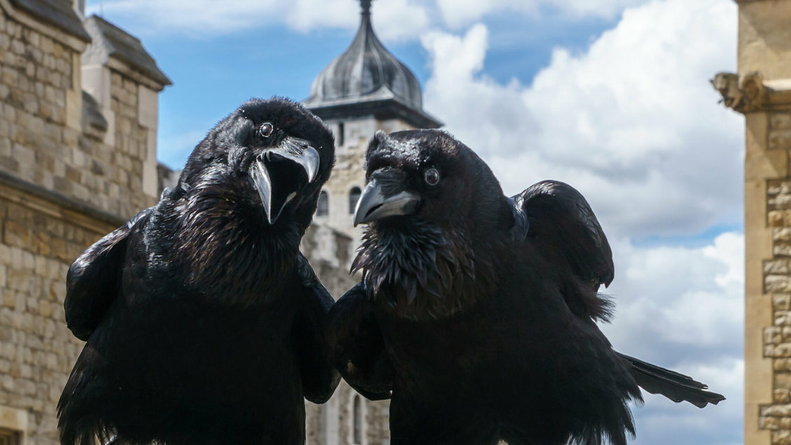 Ученые оценили когнитивные способности ворон на уровне приматов