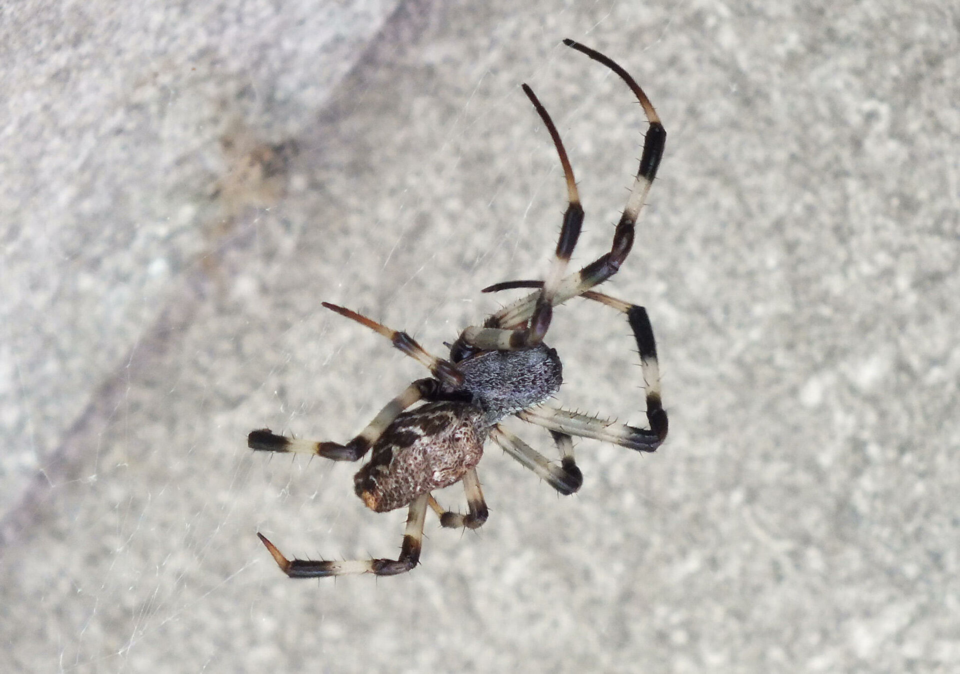 Жесткий секс. Как оплодотворить самку и остаться в живых