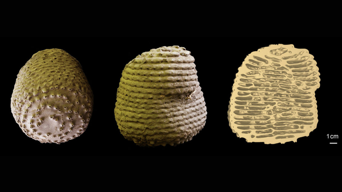 Математики нашли закон построения термитников Математики нашли закон построения термитников