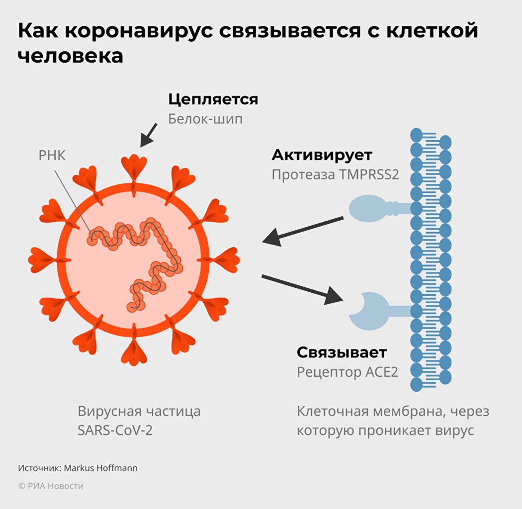 Фитотерапия против COVID-19. Ученые ищут спасения в растениях