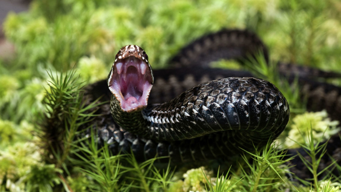 Российские ученые нашли компонент змеиного яда, блокирующий коронавирус Российские ученые нашли компонент змеиного яда, блокирующий коронавирус