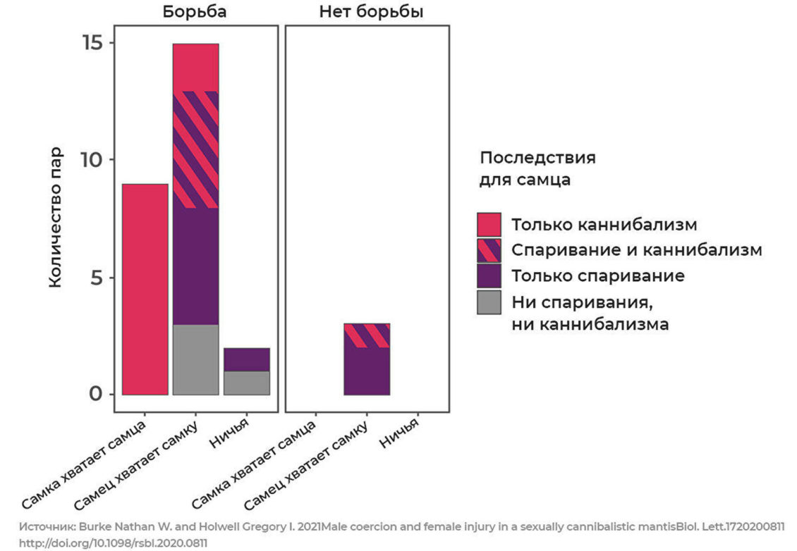 Жесткий секс. Как оплодотворить самку и остаться в живых