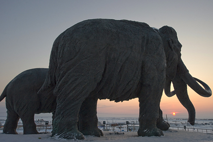 Восстановлена ДНК найденных в&nbsp;России мамонтов старше миллиона лет