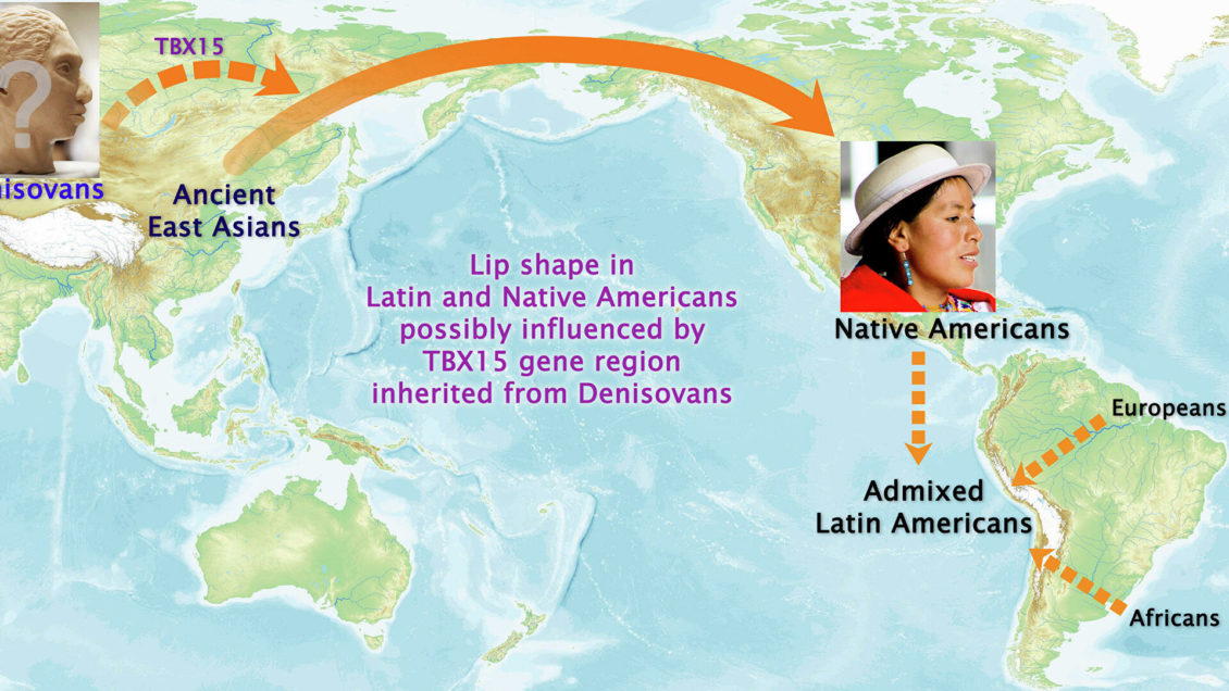 Найден ген индейских черт лица