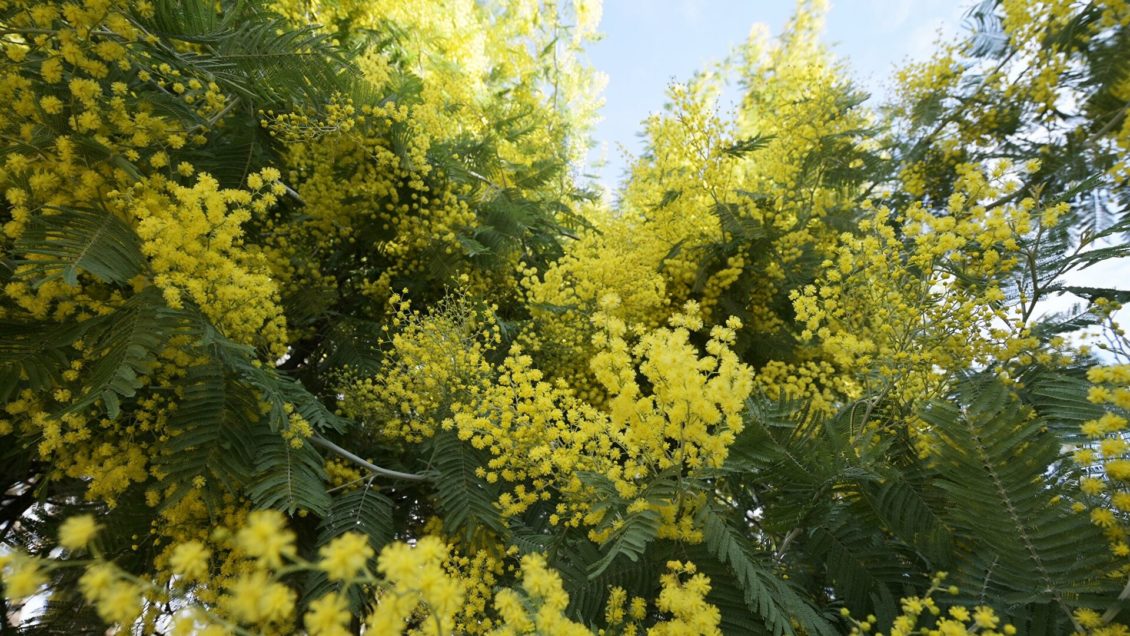 Флористы рассказали, на какие цветы стоит обратить внимание 14 февраля