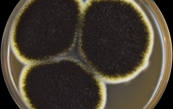 Ученые нашли микробов, способных выжить на Марсе Ученые нашли микробов, способных выжить на Марсе