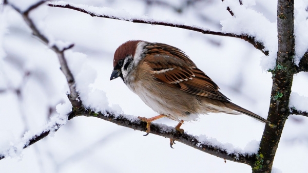 В районе Чернобыля отмечена массовая гибель воробьев