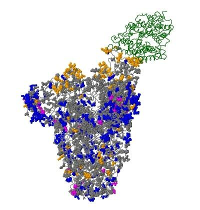 Ученые установили, какие мутации делают коронавирус неуязвимым