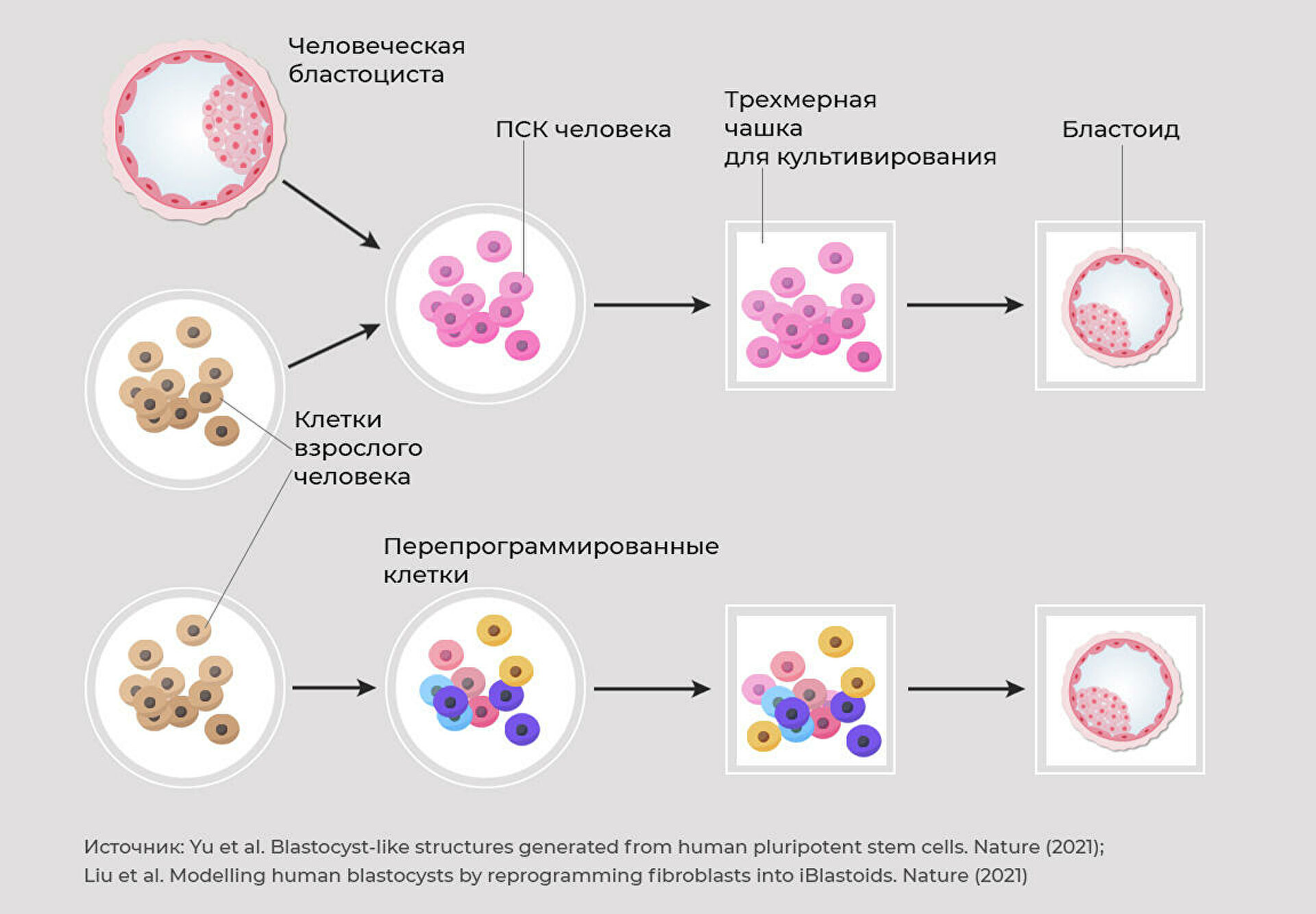 Ученые создали эмбрион из клеток кожи человека. Это настоящий зародыш?