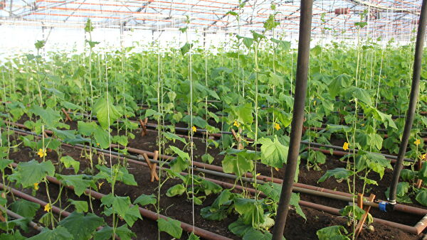 В НАО начали сбор арктических огурцов и новогвинейских бальзаминов