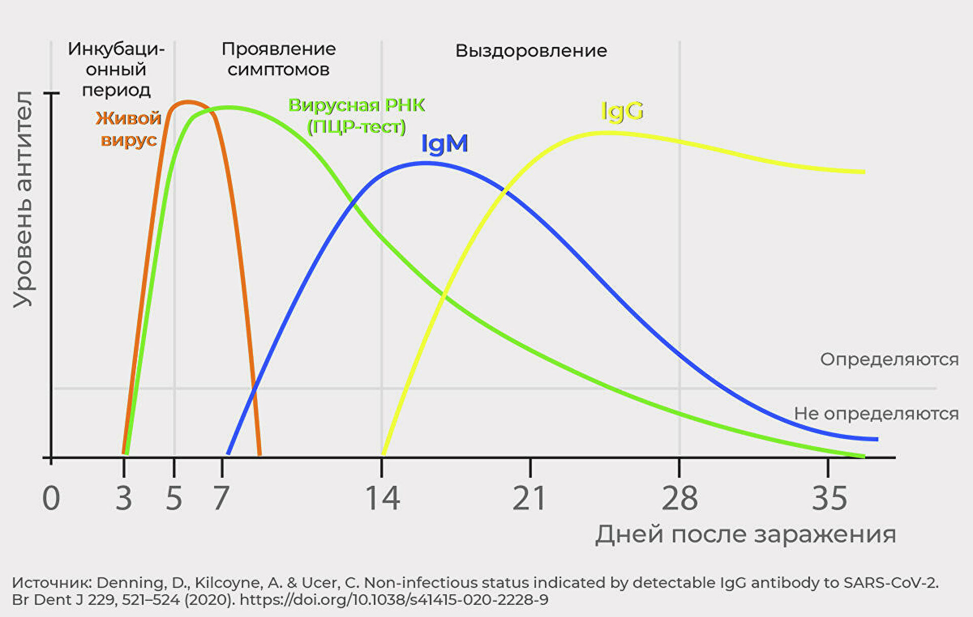 Антитело &mdash; личное дело. От чего зависит стойкость иммунитета к ковиду