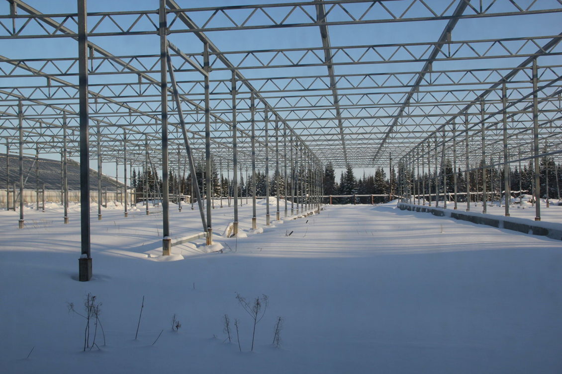 В НАО начали сбор арктических огурцов и новогвинейских бальзаминов