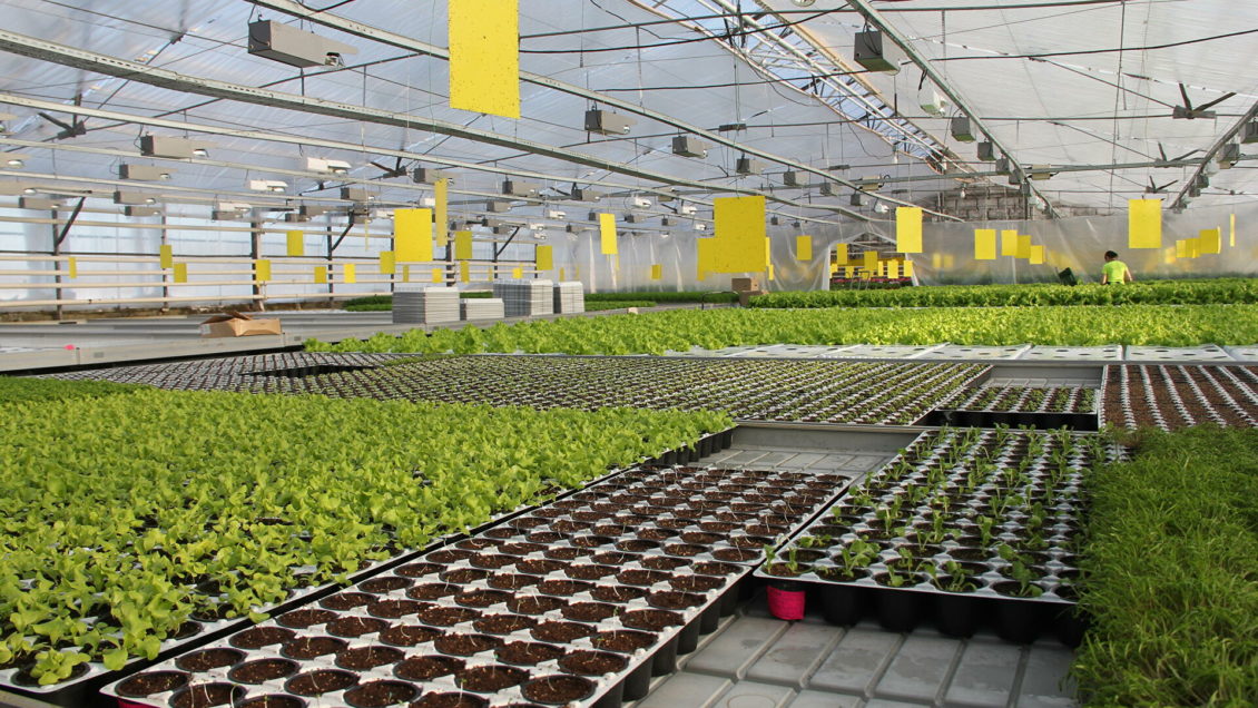 В НАО начали сбор арктических огурцов и новогвинейских бальзаминов