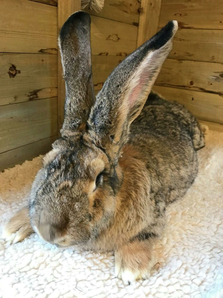 В Великобритании похитили самого большого кролика в мире