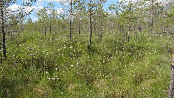 Торфяные болота помогут на время &laquo;затормозить&raquo; глобальное потепление