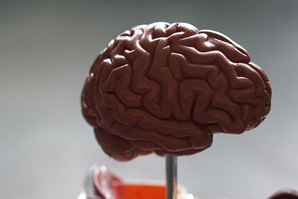 Внутри биочипа вырастили маленький живой мозг