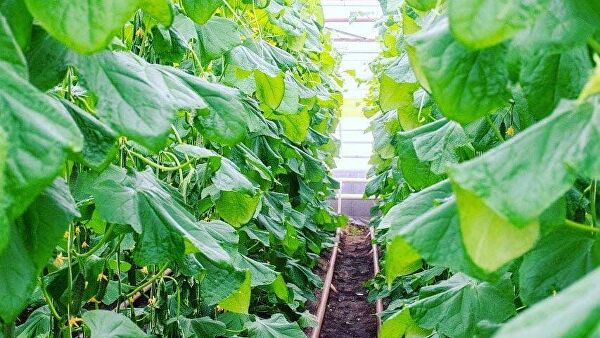 В НАО начали сбор арктических огурцов и новогвинейских бальзаминов