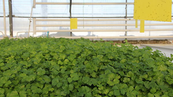 В НАО начали сбор арктических огурцов и новогвинейских бальзаминов