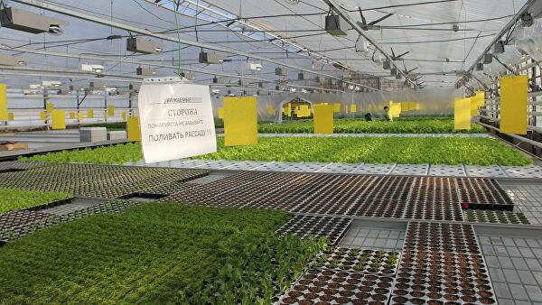 В НАО начали сбор арктических огурцов и новогвинейских бальзаминов