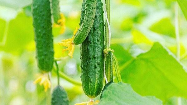 В НАО начали сбор арктических огурцов и новогвинейских бальзаминов