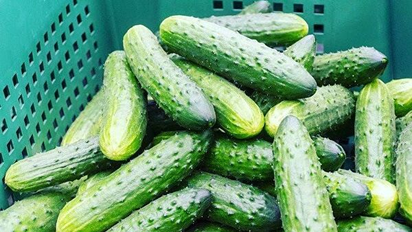 В НАО начали сбор арктических огурцов и новогвинейских бальзаминов