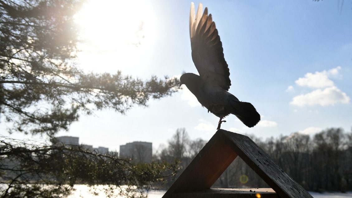 Синоптик объявил о начале фенологической весны в Москве