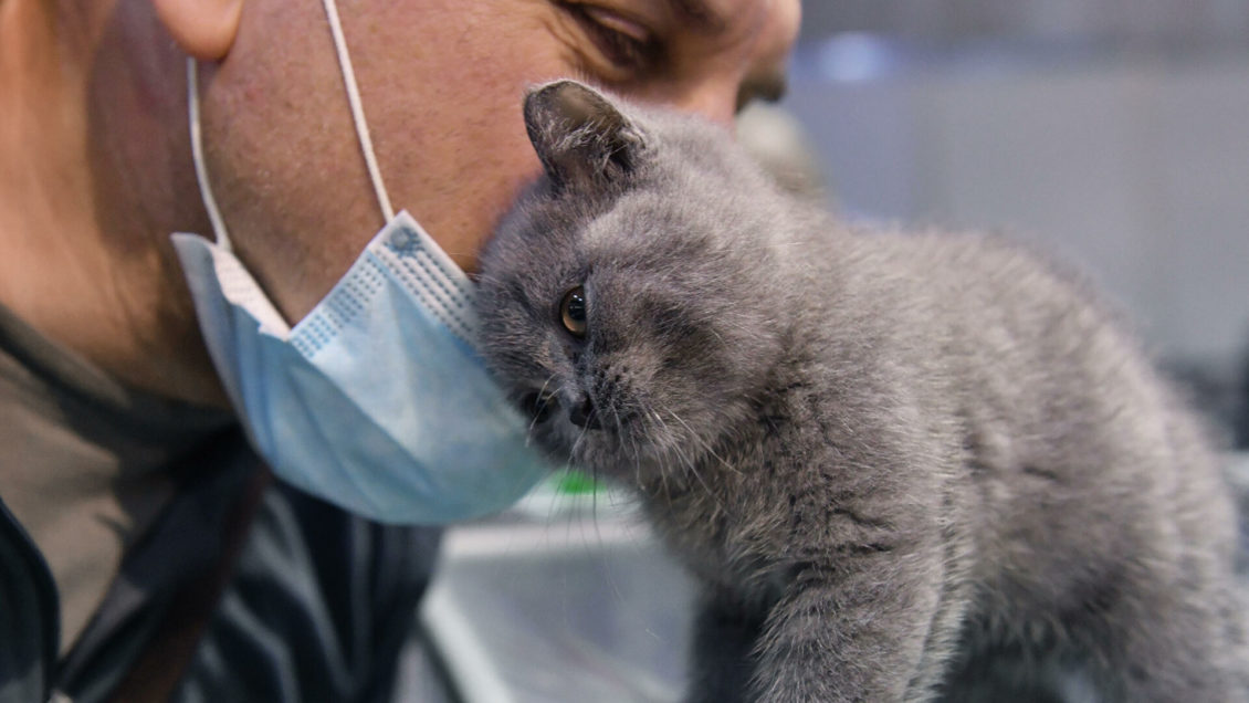 В России выпустили первую партию вакцины от коронавируса для животных