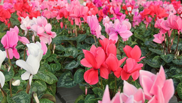 В НАО начали сбор арктических огурцов и новогвинейских бальзаминов