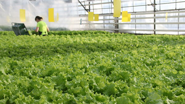 В НАО начали сбор арктических огурцов и новогвинейских бальзаминов