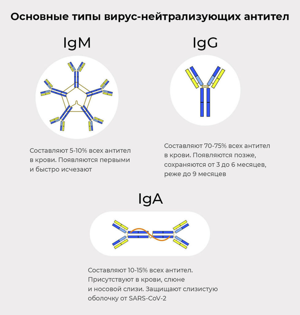 Антитело &mdash; личное дело. От чего зависит стойкость иммунитета к ковиду