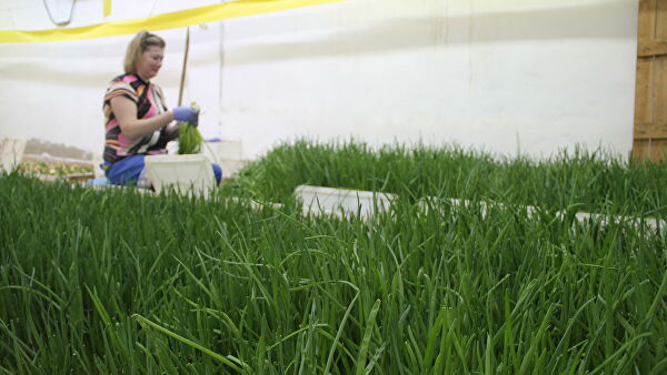 В НАО начали сбор арктических огурцов и новогвинейских бальзаминов