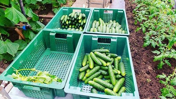 В НАО начали сбор арктических огурцов и новогвинейских бальзаминов