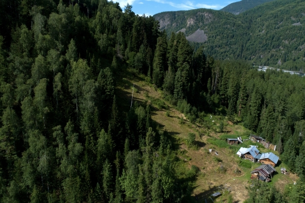 В России создадут институт лесной охраны