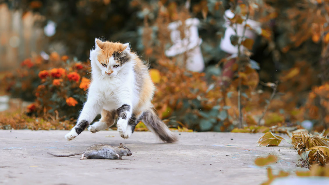 Два удовольствия: почему кошки никогда не смогут "завоевать мир"