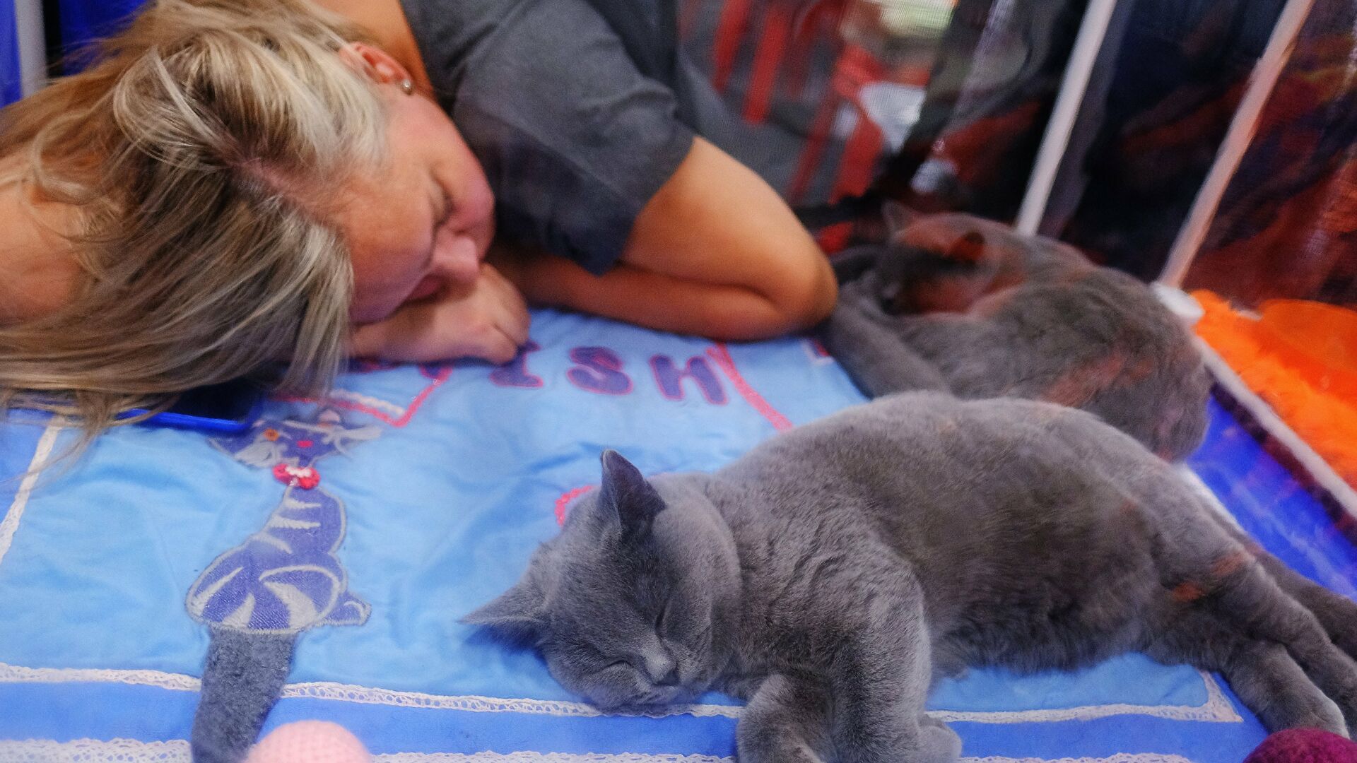 Понять и простить. Как кошки на самом деле относятся к хозяевам