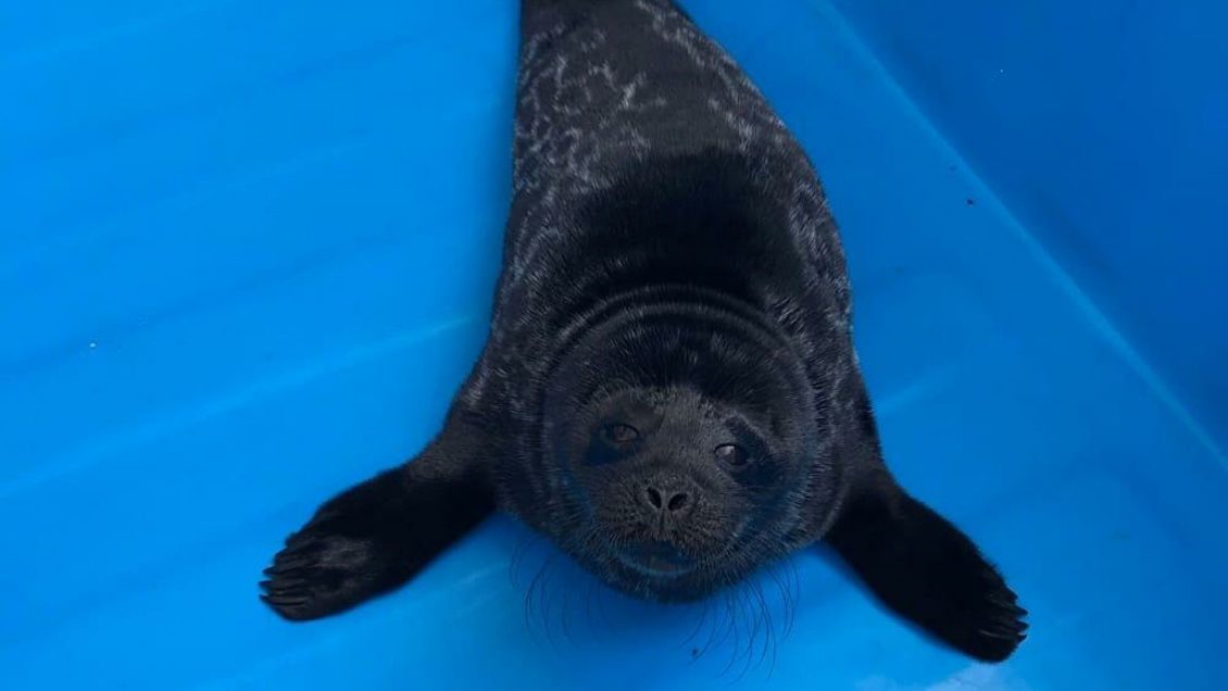 В Москве спасатели вытащили птенца из вентиляционной шахты В Москве спасатели вытащили птенца из вентиляционной шахты