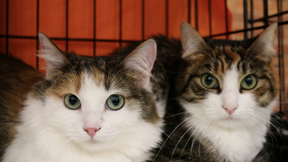 Исследование: треть россиян хотели бы ходить в офис со своими питомцами Исследование: треть россиян хотели бы ходить в офис со своими питомцами