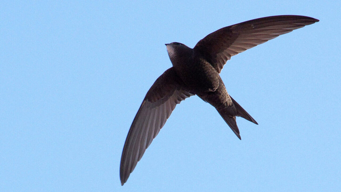 Ученые зафиксировали новый рекорд скорости полета птиц