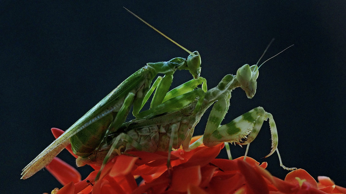 Ученые открыли неожиданный способ заморозки спермы рыб