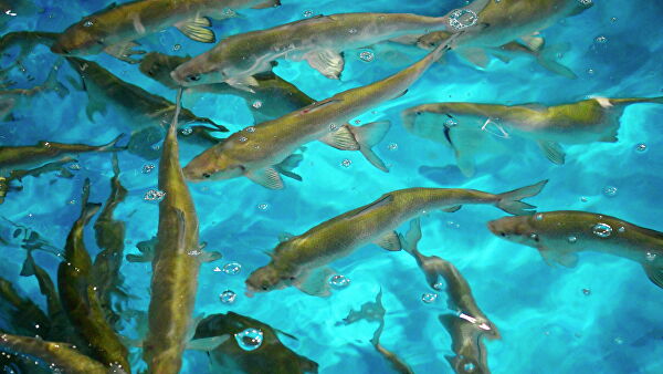 Ямальские компании нарастили объемы переработки рыбы