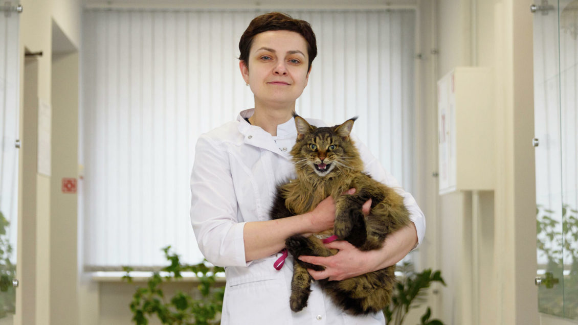 Два удовольствия: почему кошки никогда не смогут "завоевать мир"