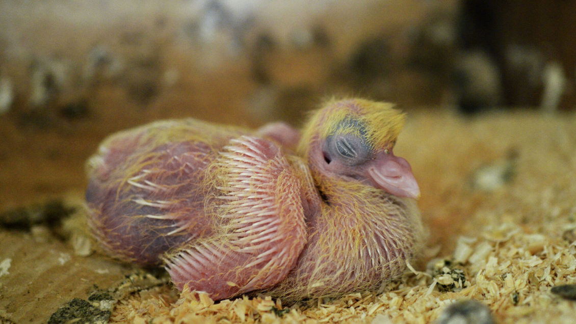 В Москве спасатели вытащили птенца из вентиляционной шахты В Москве спасатели вытащили птенца из вентиляционной шахты